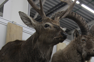 Пост-релиз: «Охотник и рыболов — 2018»