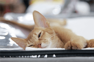 В Перми прошла ежегодная выставка усатых-полосатых