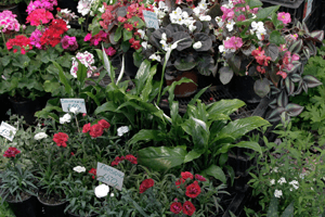 На «Пермской ярмарке» пройдет первая в сезоне выставка для садоводов