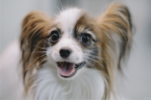 Фристайл и дефиле от четвероногих питомцев: на «Пермской ярмарке» пройдёт выставка собак