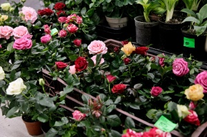 Все в сад! А перед этим — на «Пермскую ярмарку» за всем необходимым