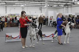 Пост-релиз «Международная выставка собак — 2018»