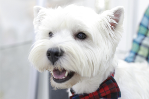 Вокруг лай: открытие выставки собак на «Пермской ярмарке» 