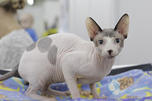 Выставка кошек — 2019: соревнования, фотосессии и цирковое шоу